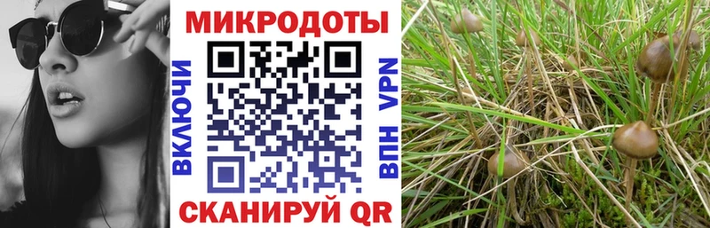 блэк спрут как зайти  Николаевск-на-Амуре  Галлюциногенные грибы Psilocybine cubensis 
